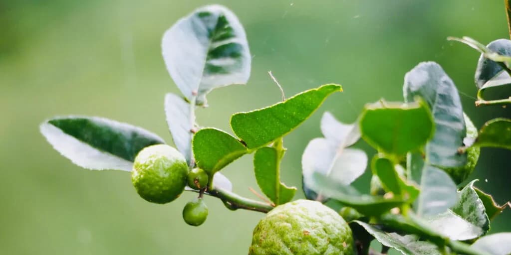 ကင်ဆာရောဂါကို ကာကွယ်ပေးနိုင်တဲ့ ရှောက်ရွက်ရဲ့အကျိုးကျေးဇူးများ